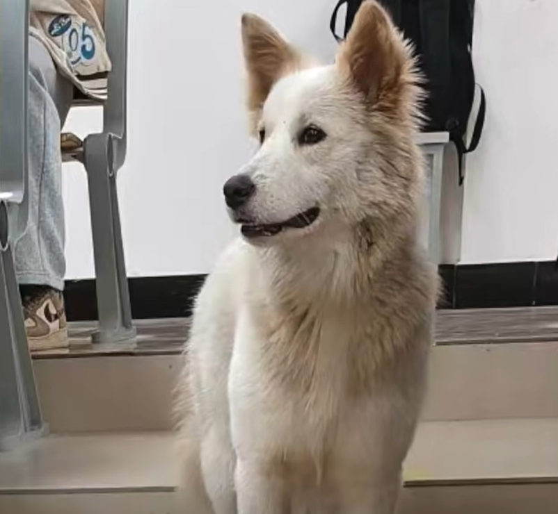 开云体育app下载-湖南湘潭宠物狗跑进高校被保安吃了？校方：系“开玩笑”，当时吃的狗肉是保安自己买的，当地警方已介入处理